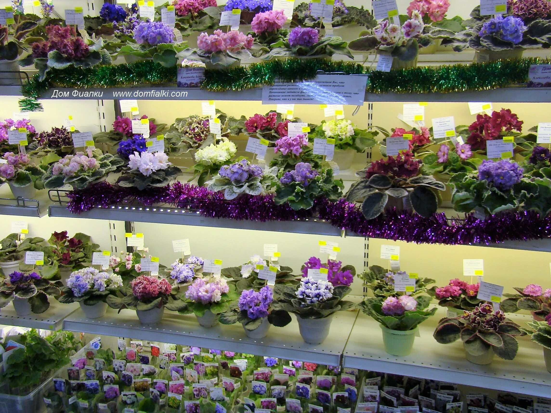 Магазин фиалок. Фиалки в новосибирске. Магазин фиалок. Магазин фиалок в новосибирске. Фиалки в новосибирске.