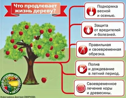 Жизни яблони