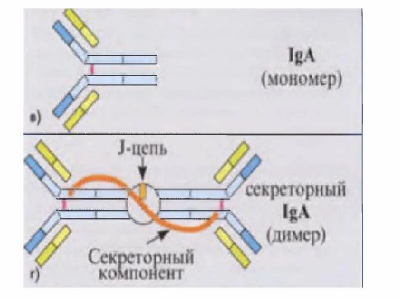 Секреторный иммуноглобулин а. Секреторный компонент иммуноглобулина а. Секреторный и сывороточный иммуноглобулин а. Секреторный иммуноглобулин а функции. Секреторный компонент выявляется у иммуноглобулина.