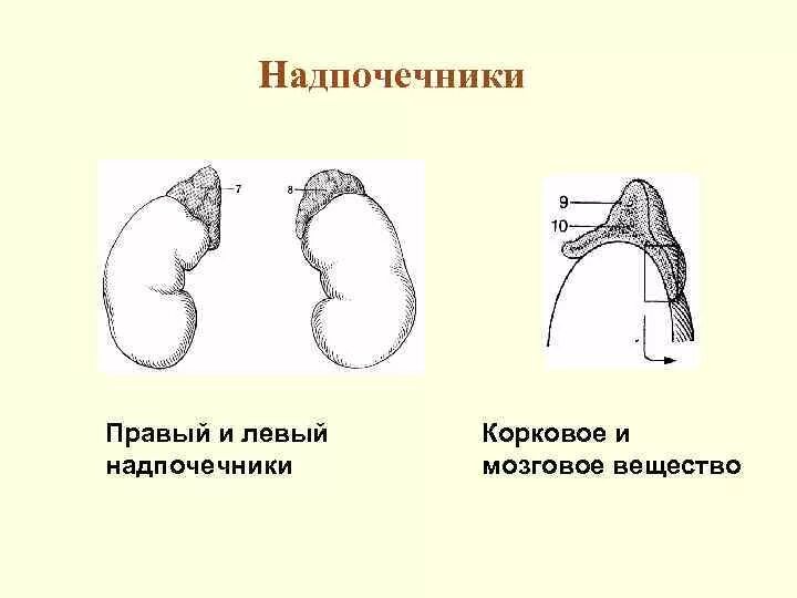 Сетчатая коры надпочечников. Аномалии развития надпочечников. Корковое вещество надпочечников. Надпочечники рисунок. Правый и левый надпочечники.