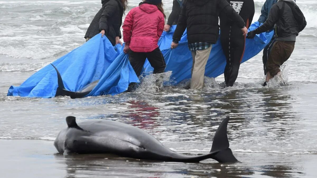 Дельфины террористы. Дельфины выбрасываются на берег в чёрном море. Черные дельфины выбросились на берег.