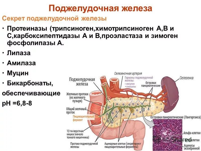 Воспаление печени поджелудочной железы. Внешняя секреция поджелудочной железы. Секрет выделяемый поджелудочной железой. Санториниев проток поджелудочной железы. Поджелудочная железа регулируемые процессы.