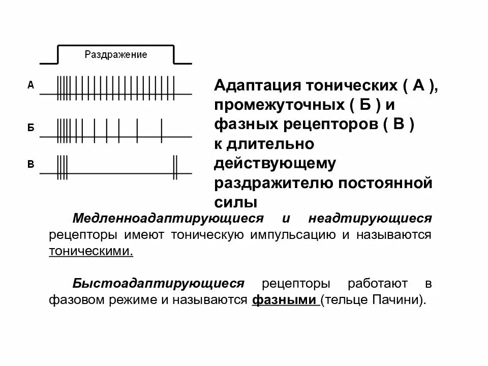 Адаптация рецепторов. Способность рецепторов приспосабливаться к постоянно действующему раздражителю. Классификация и механизмы возбуждения рецепторов. Специализация рецепторов. Сенсорная панель основные характеристики.