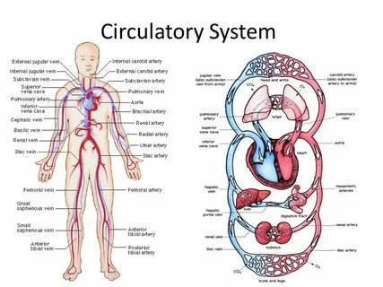 Circulatory system