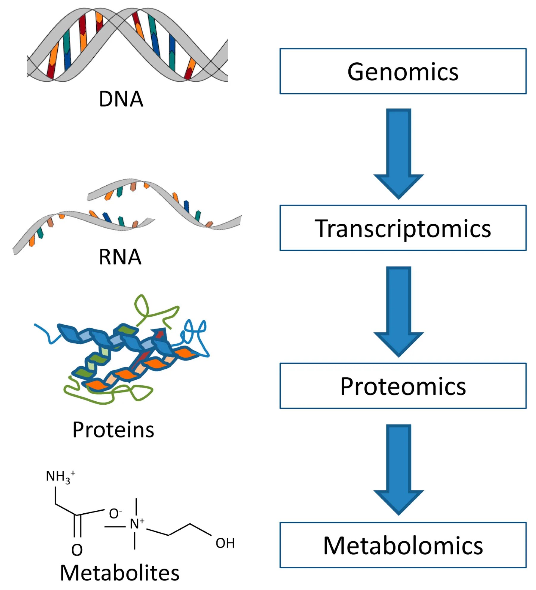 Днк опухоли. Геномика и протеомика. Структурная протеомика. Геномика протеомика метаболомика. Геномика это в биологии.