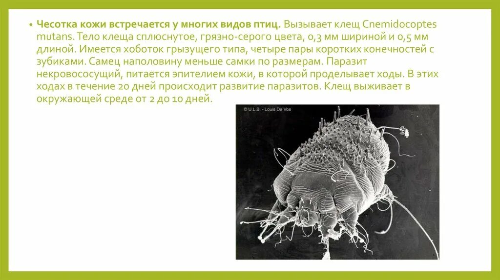 Почему чесоточного клеща часто называют зуднем ответ. Чесотка (вызывается микроскопическими паразитами).. Чесоточный клещ паразит. Возбудителем чесотки является.