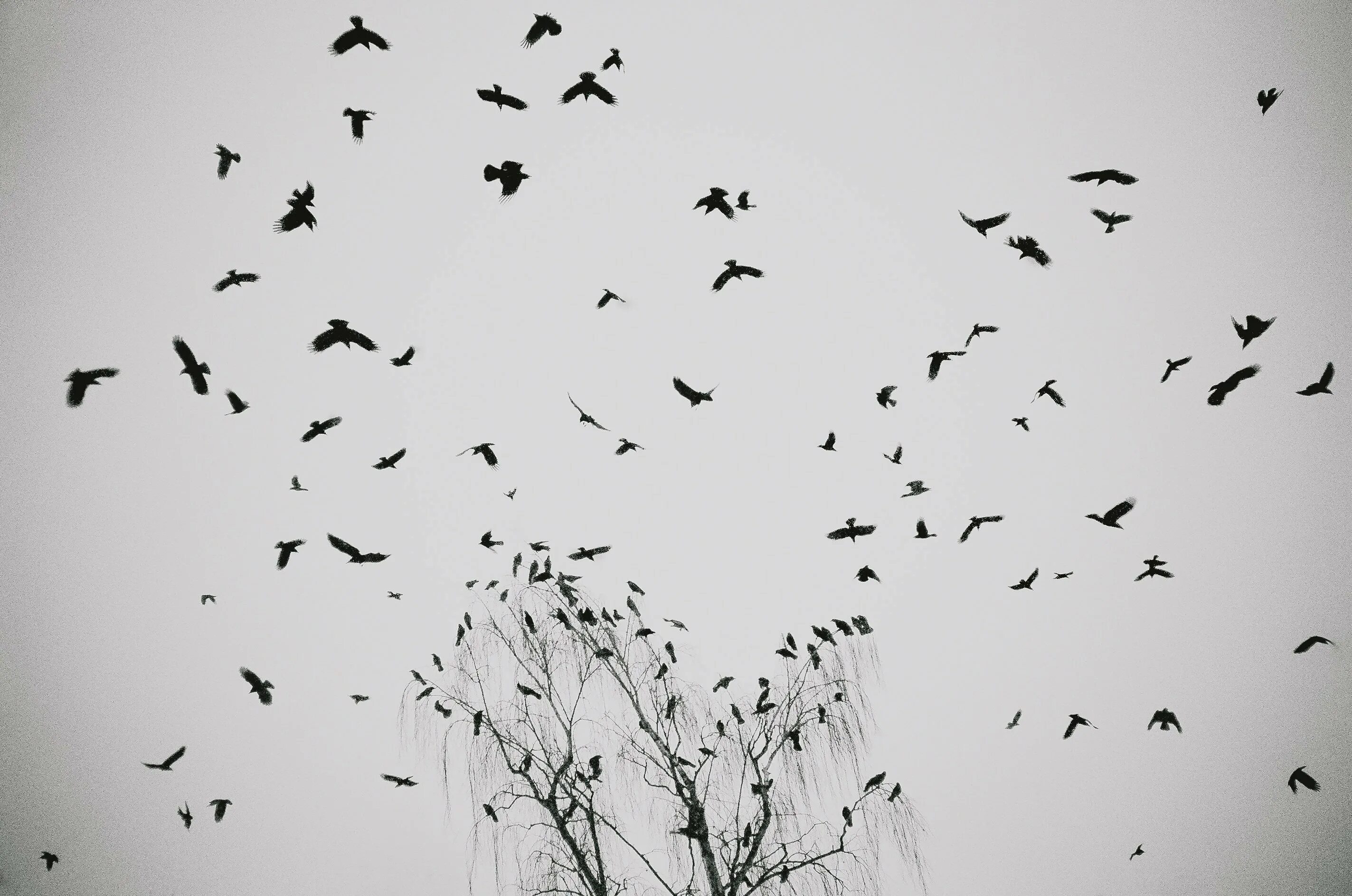 Птицы в небе. Стая птиц. Птица летит. Птицы разлетаются.