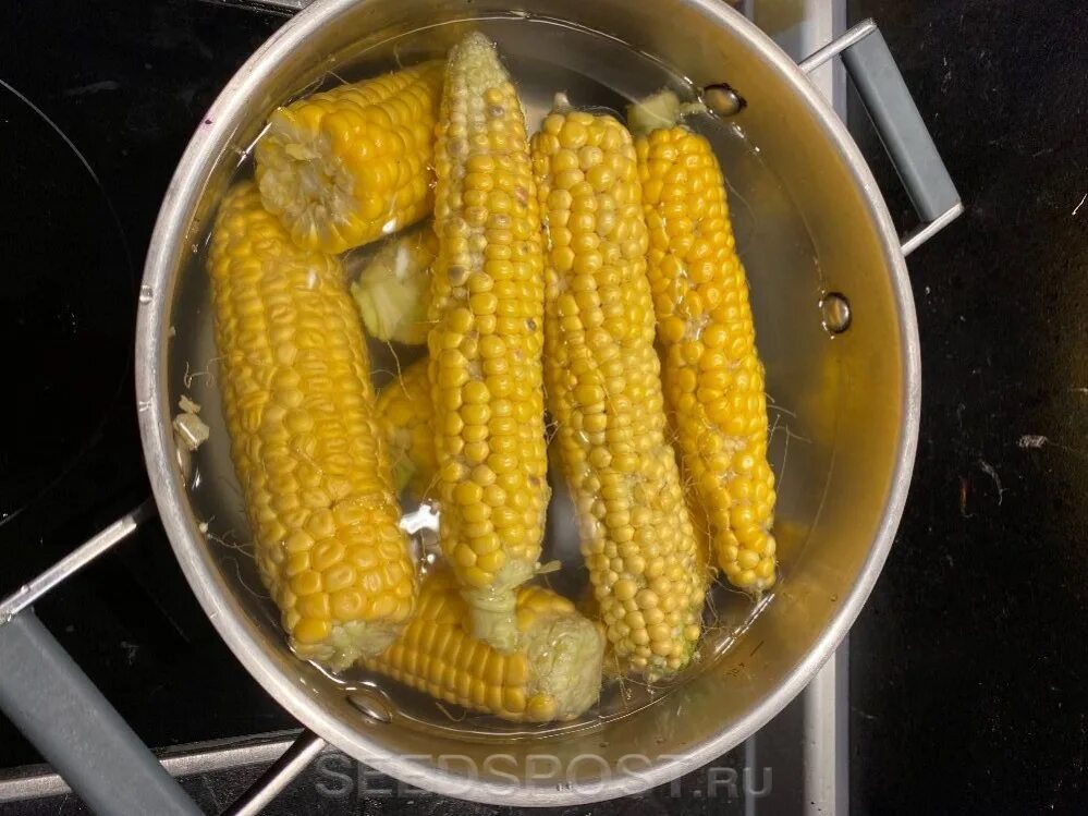 Кукуруза сладкая. Кукуруза сахарная медовая. Сорта кукурузы шеба. Кукуруза кубанская. Кукуруза сканворд 4.