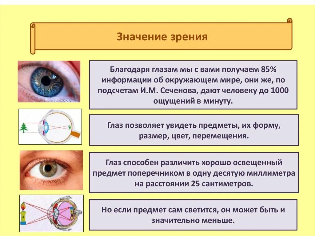 Функция защита зрения. Глаза орган зрения. Значение органа зрения. Орган зрения презентация. Строение органа зрения.