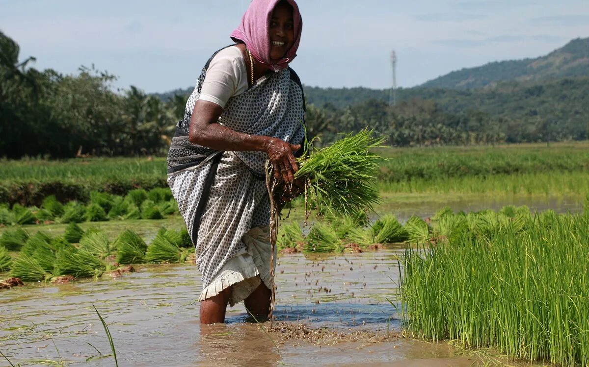 в индии растет рис. сбор риса в индии. рис басмати, индия - 2 кг. рис basmati. плантации риса в индии.