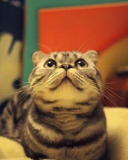 Чудо кот слушать