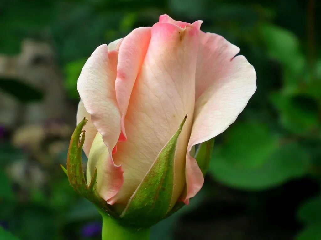 Pin on 1 111 Roses Beautiful rose flowers, Fragrant flowers, Rose buds