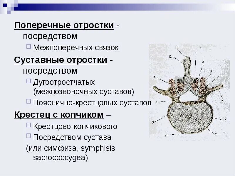 Дугоотросчатые суставы позвонка. Дугоотростчатые суставы шейного отдела позвоночника. Дугоотростчатый сустав форма. Соединения между позвонками анатомия. Дугоотростчатый сустав оси движения.