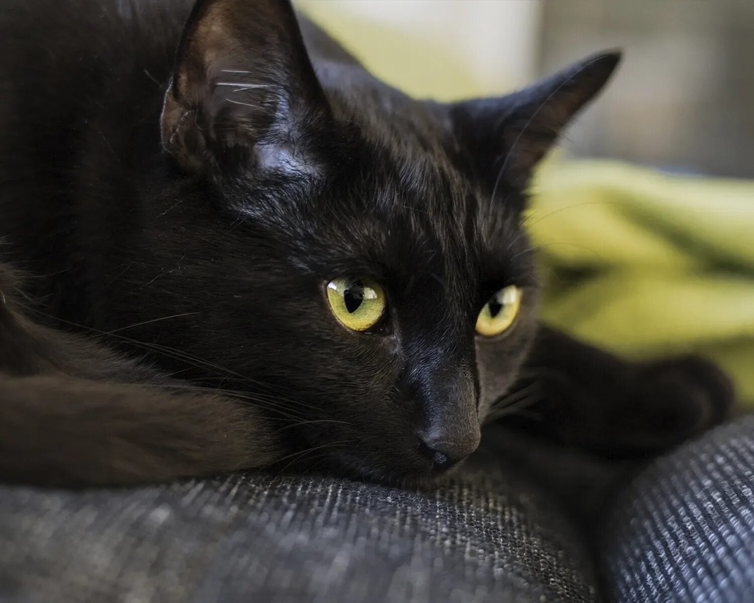 76 черный. Черная кошка с желтыми глазами.