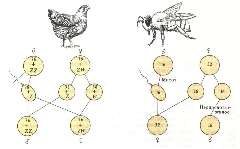Пол у птиц хромосомы. Партеногенез хромосомный набор. Набор хромосом у пчел. Механизм определения пола у пчел. Партеногенез у пчел схема.