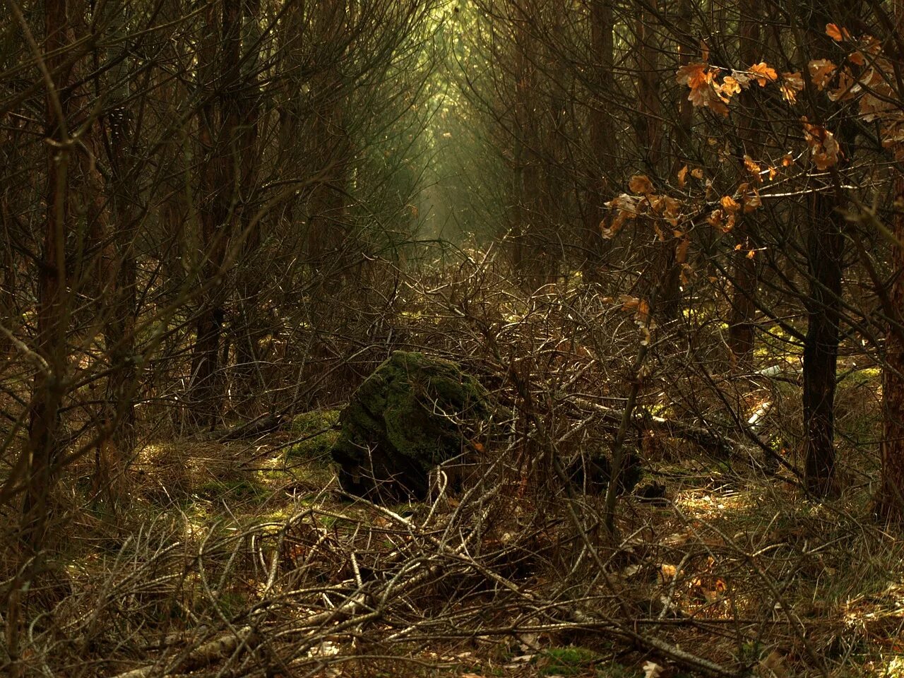 какие тайны в лесу. таинственный загадочный лес. тайны леса. могила в дремучем лесу. шервудский лес.