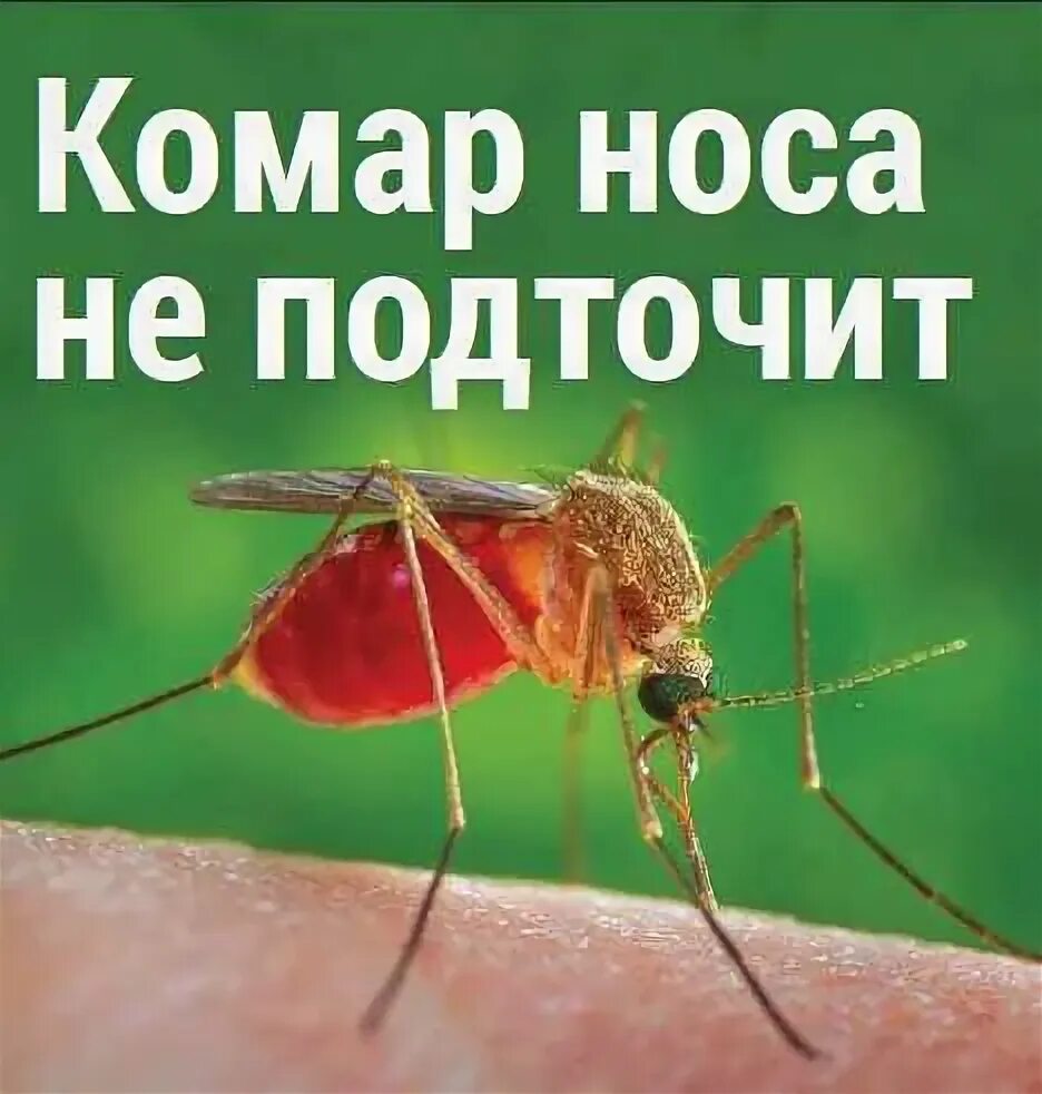 Смысл пословицы комар носа. Нос комара. Слоган про комаров. Комар носа не подточит значение. Комар носа подточит значение.