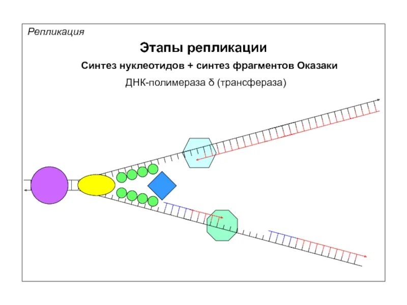 Запустить репликацию. Запустить репликацию. Репликация: схема процесса, ферменты. Запустить репликацию. Запустить репликацию.