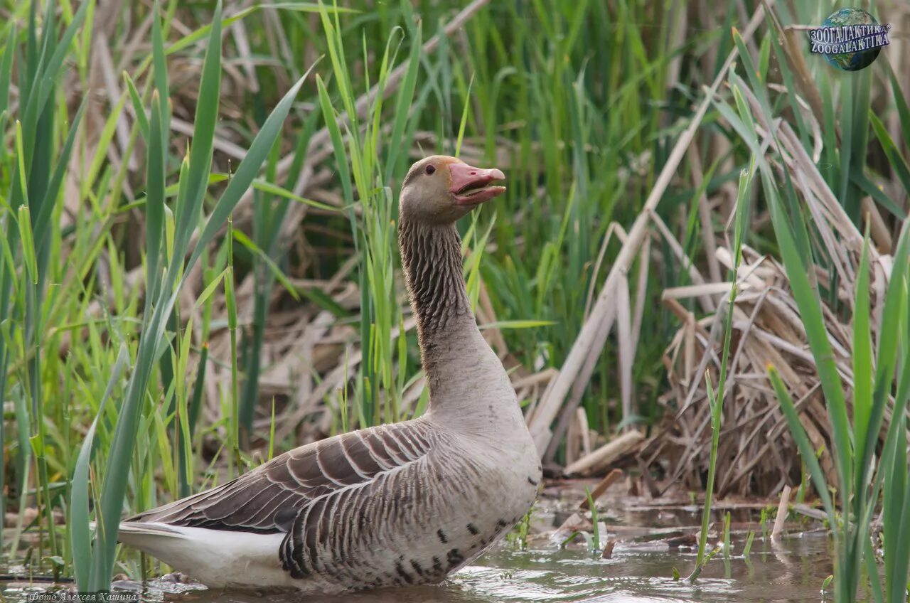 Астраханский биосферный заповедник. Монгольская пищуха. Серый гусь. Сообщение о животном песчанка. Дикий серый гусь.