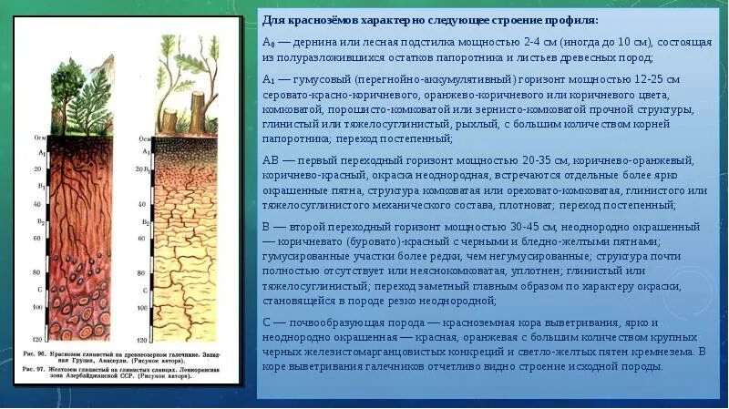 Строение профиля красноземов. Желтоземы почвы природная зона. Гумус желтоземов и красноземов. Гумус желтоземов и красноземов. Красноземные и желтоземные почвы.