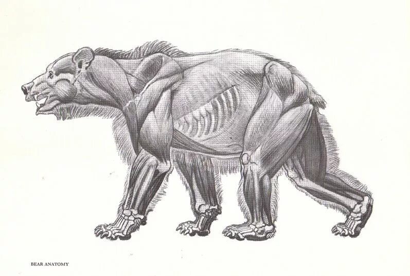 Особенности внутреннего строения медведя. Анатомия медведя. Мышцы медведя. Мускулатура медведя. Анатомия мышц медведя.