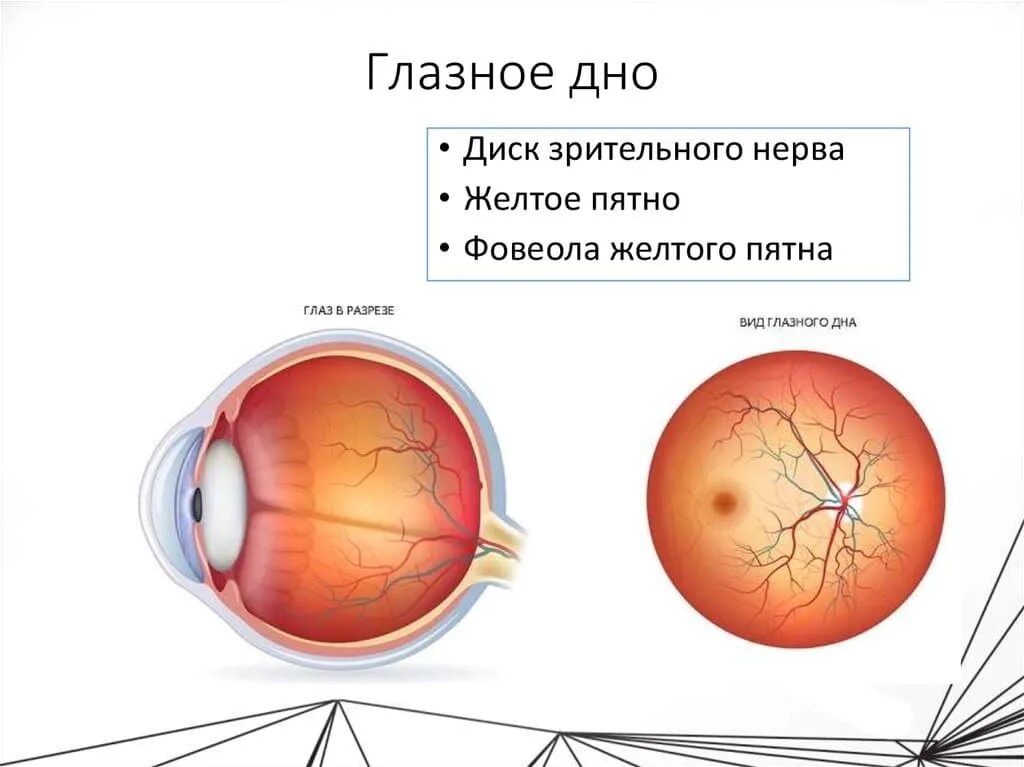 Норма зрительного нерва. Офтальмоскопия глазного дна. Офтальмоскопия диска зрительного нерва. Офтальмоскопия глазного дна норма. Схема глазного дна 2 глаза.