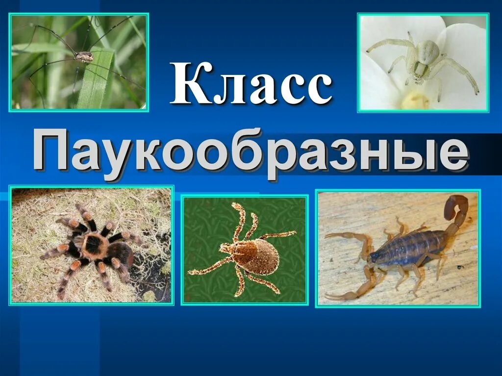 Многообразие паукообразных презентация. Паукообразные презентация. класс паукообразные презентация. слайды по классу паукообразные. класс паукообразные пре.