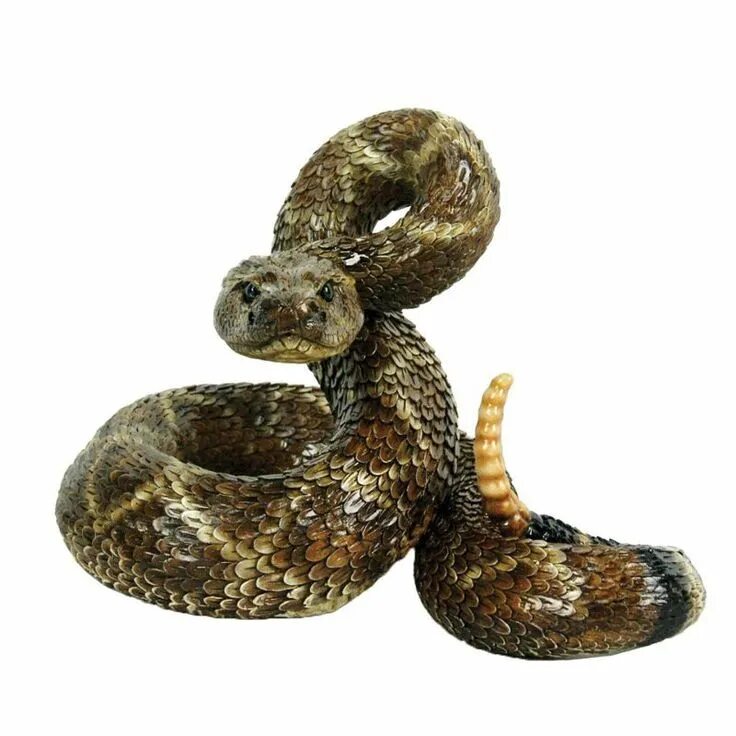 Snake back