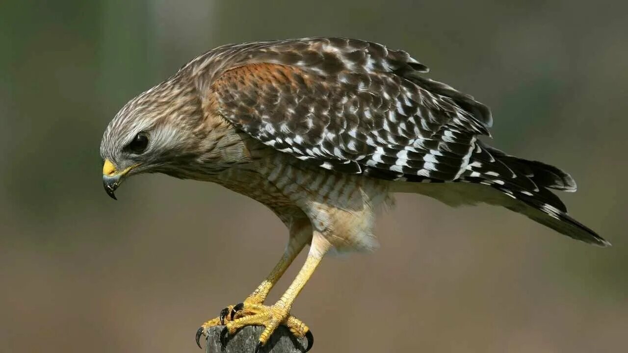 Ястреб перепелятник самка. Лунь канюк тетеревятник. Хищная птица канюк. Туркестанский балобан. Птицы похожие на ястреба.