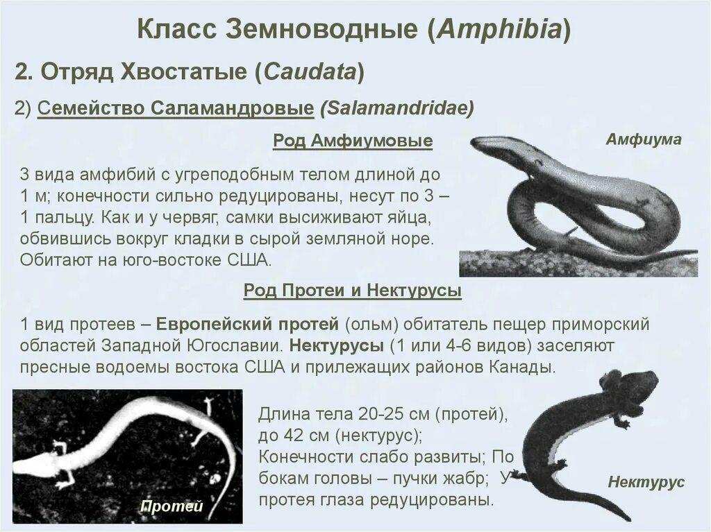 Класс земноводные или амфибии вариант 1. Класс земноводные или амфибии 7 класс. отряд хвостатые протей. тело хвостатых земноводных. земново́дные, или амфи́бии.