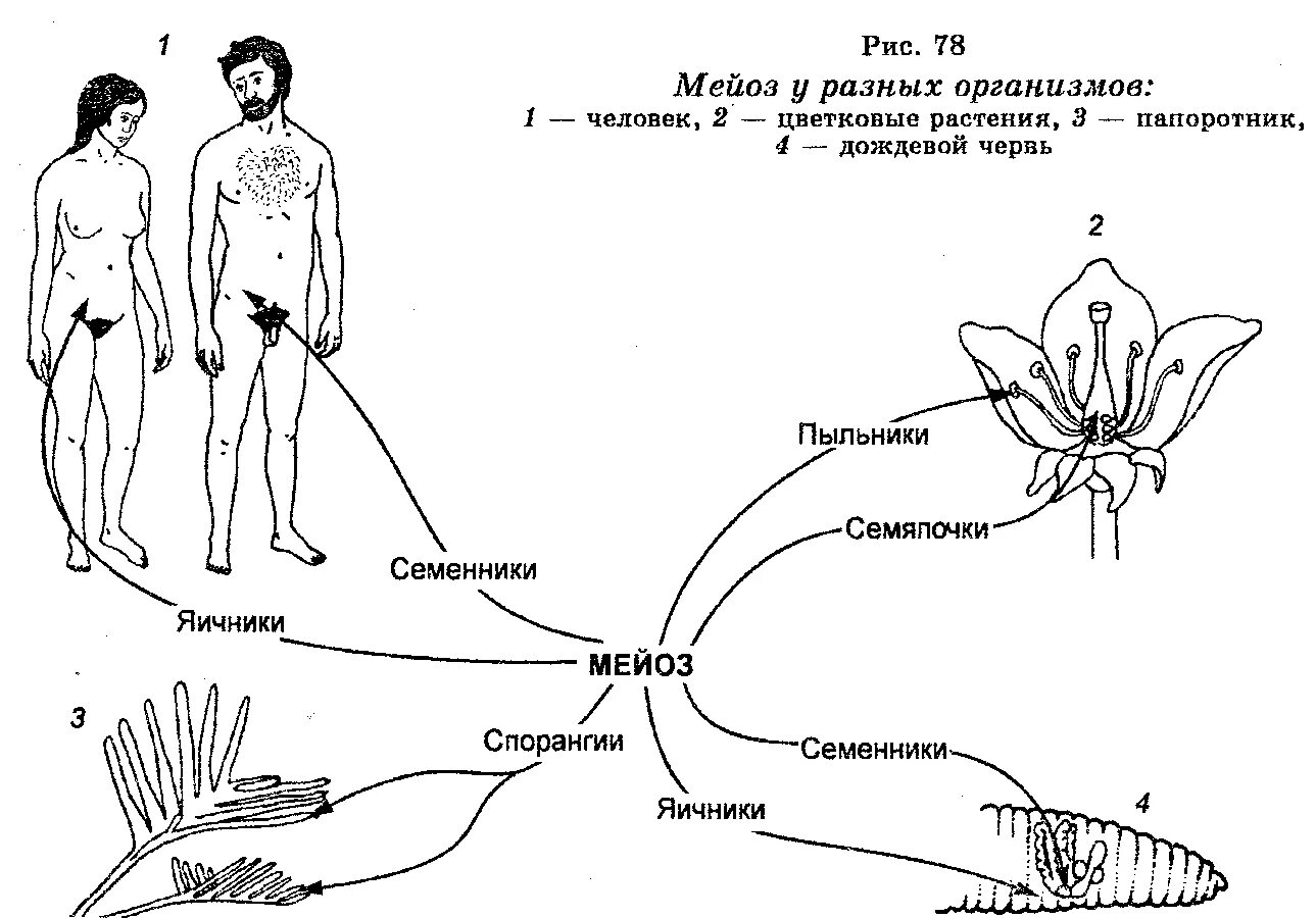 Процесс размножения людей схема. Схема полового размножения человека. Биология размножения лю. Люди размножаются. Биология как размножаются