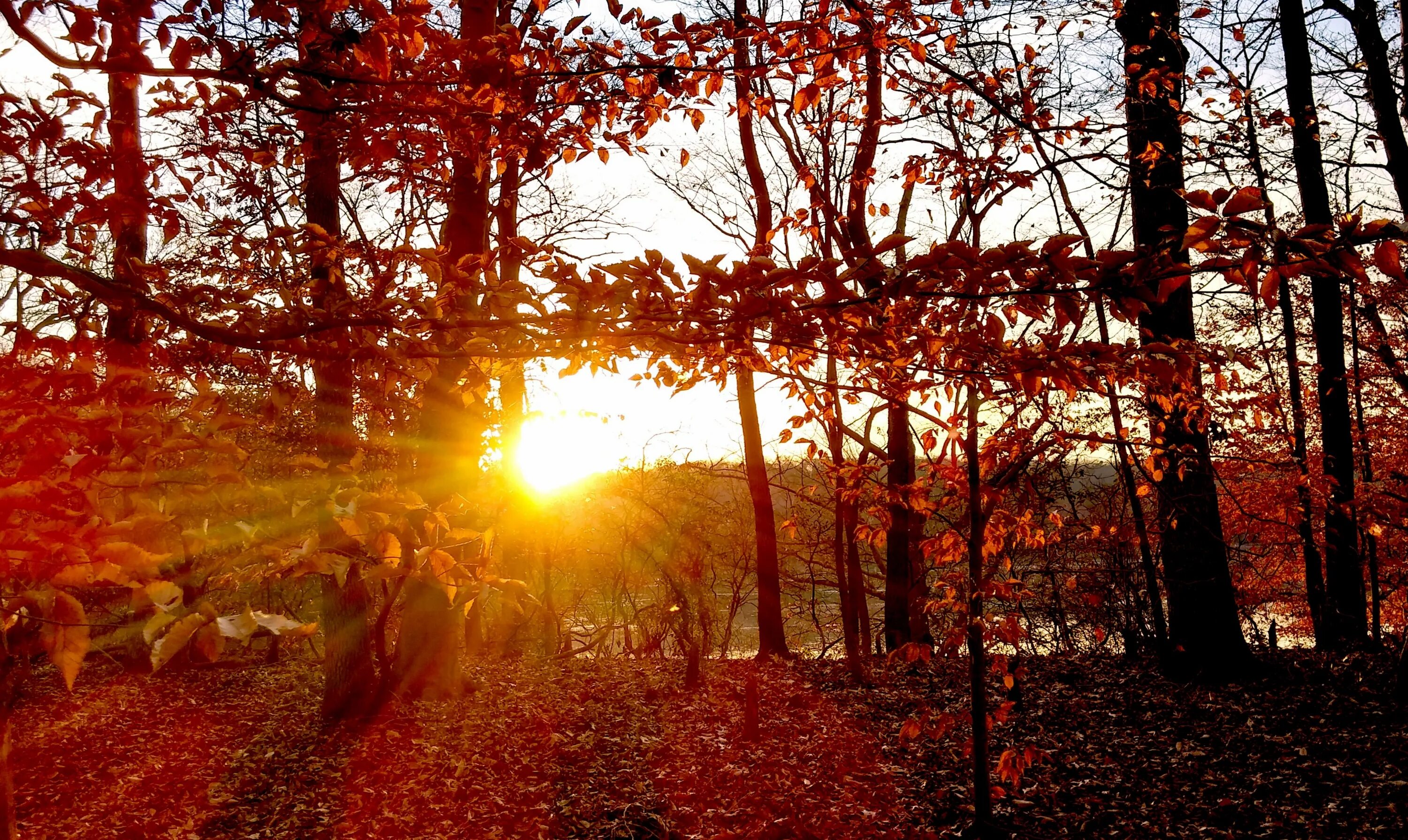 Листья на дороге. Я люблю бродить осенью по лесу. Девушка осень. Осень в парке. Осень одинокий человек.