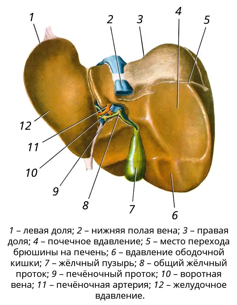 Печень части органа. Печень вид снизу висцеральная поверхность. Пищеводное вдавление печени. Висцеральная поверхность печени анатомия. Висцеральная поверхность печени Синельников.