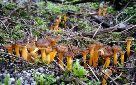 Грибы лисички где растут в каких местах