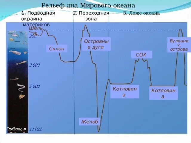 Крупные формы рельефа дна мирового океана. Крупные формы рельефа дна мирового океана
