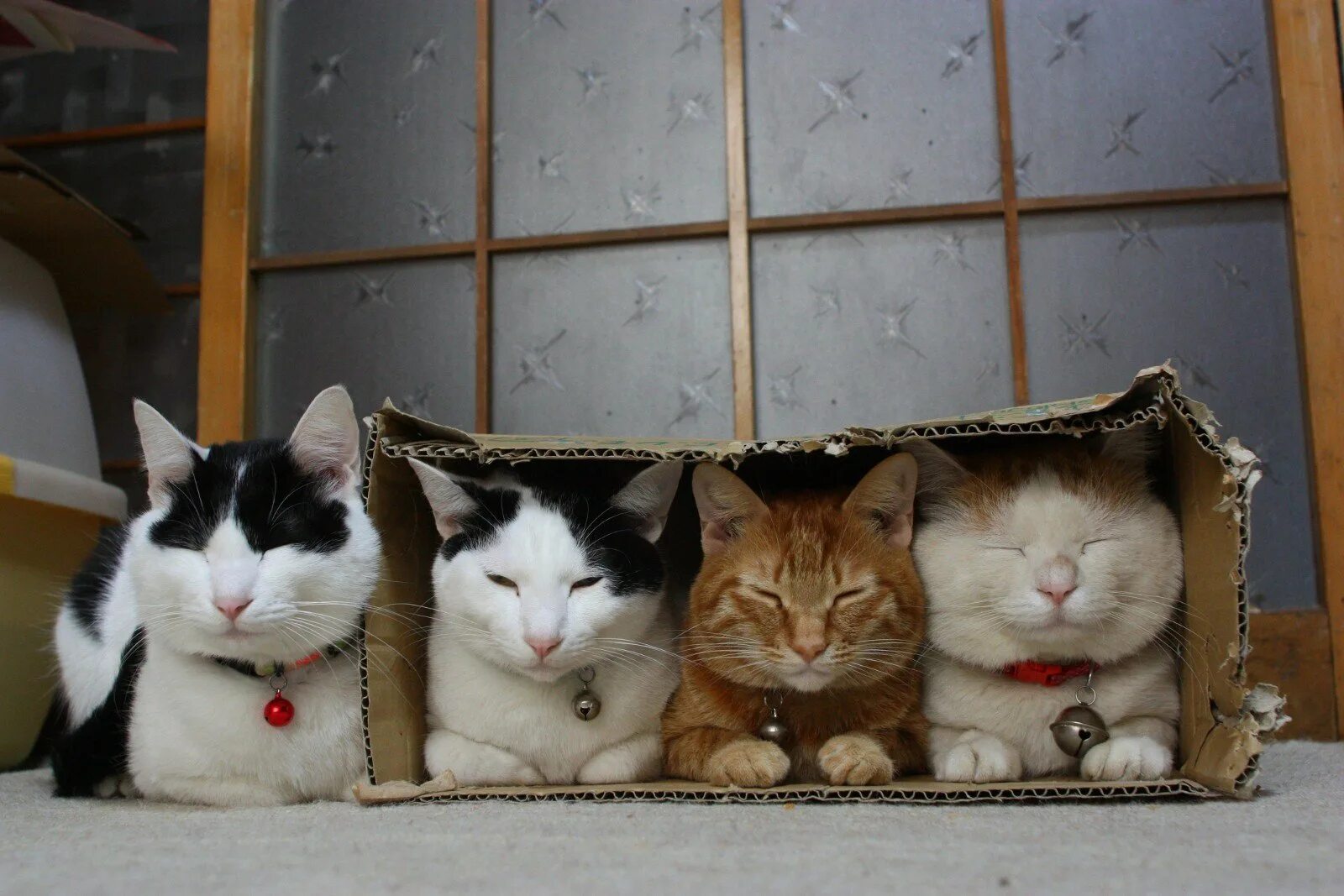 Коты в коробках. Смешные кошки. Три кошки. Несколько кошек.