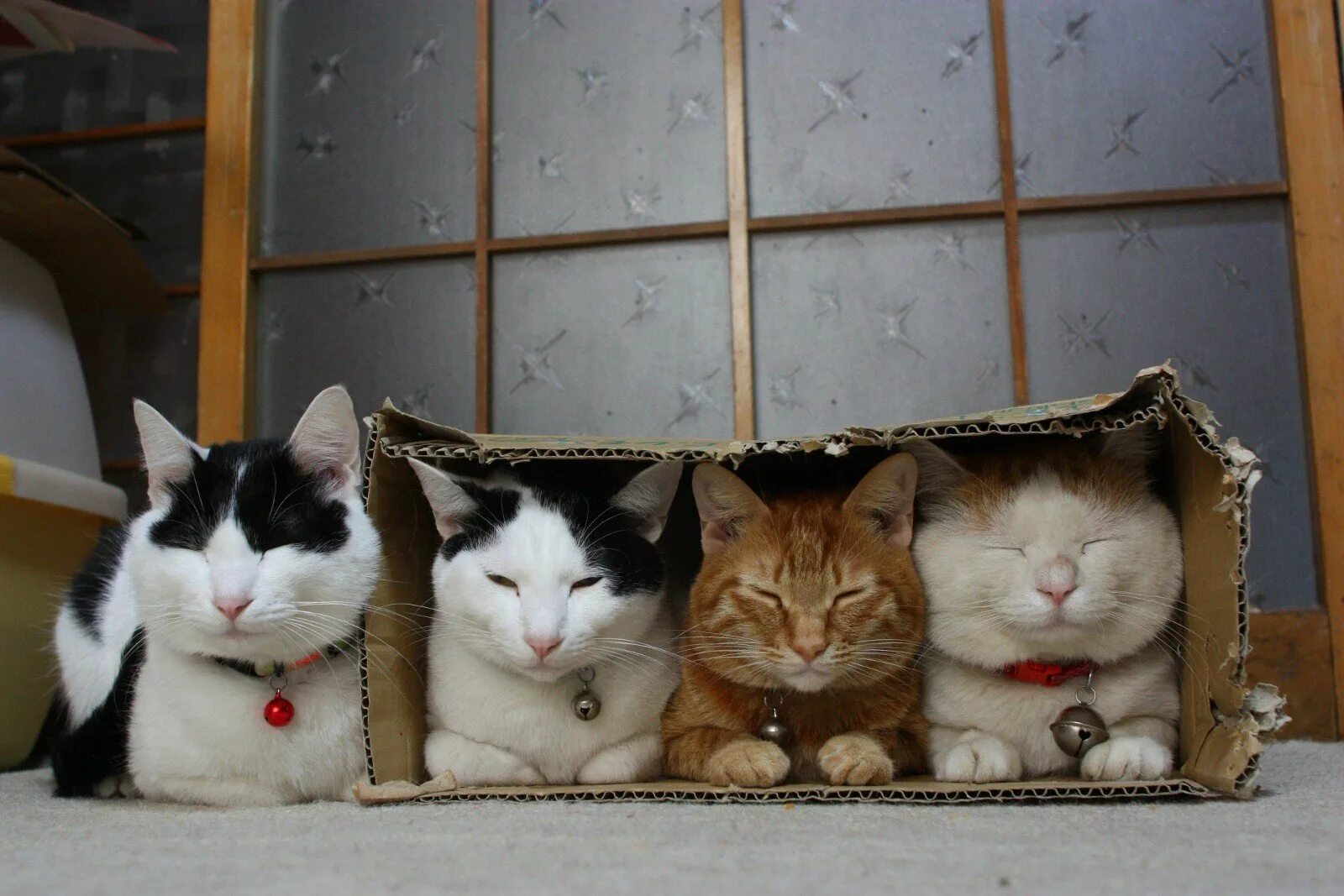 Кошка три дня