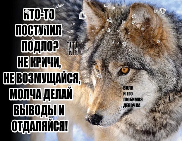 Цитаты от людей. Молча делай выводы и постепенно отдаляйся. Молча наблюдаю. Волк и предательство. Молча наблюдаю.