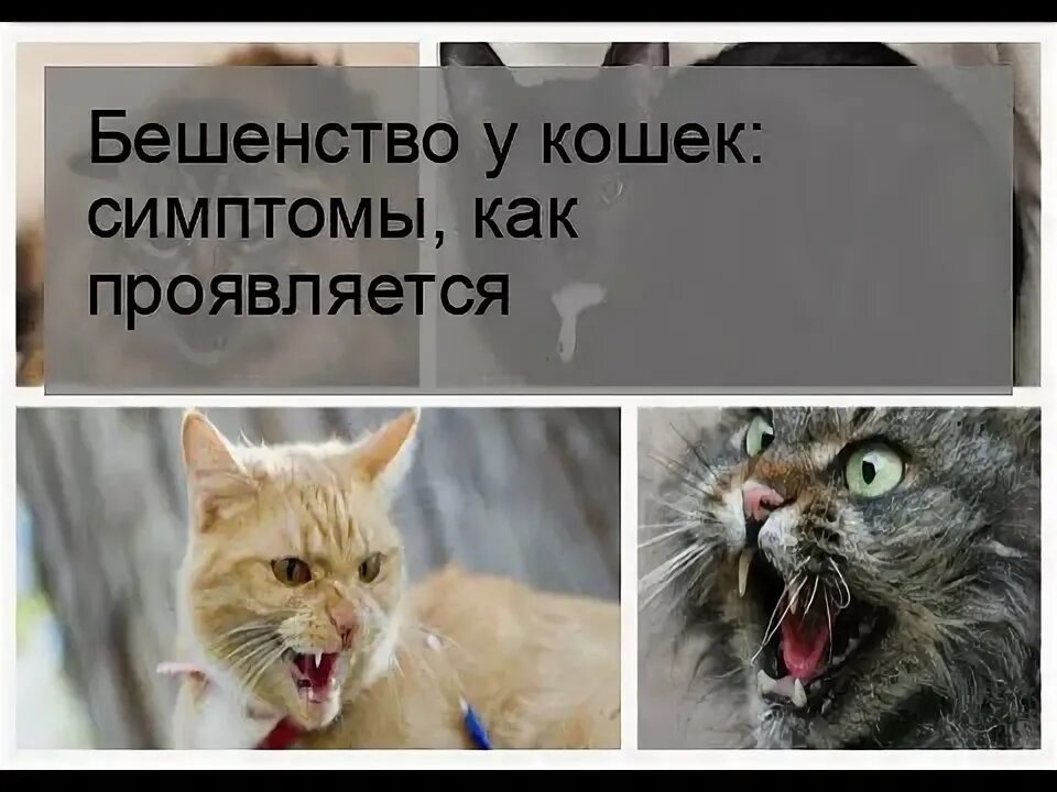 Как понять что у кота бешенство. Бешенство у кошек симптомы. бывают ли кошки бешеными. как ведут себя бешеные коты. как определить бешеного кота.