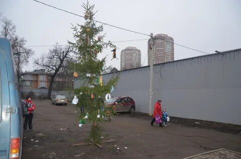 Елка в пушкино