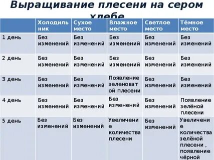 Выращивание плесени на хлебе практическая работа