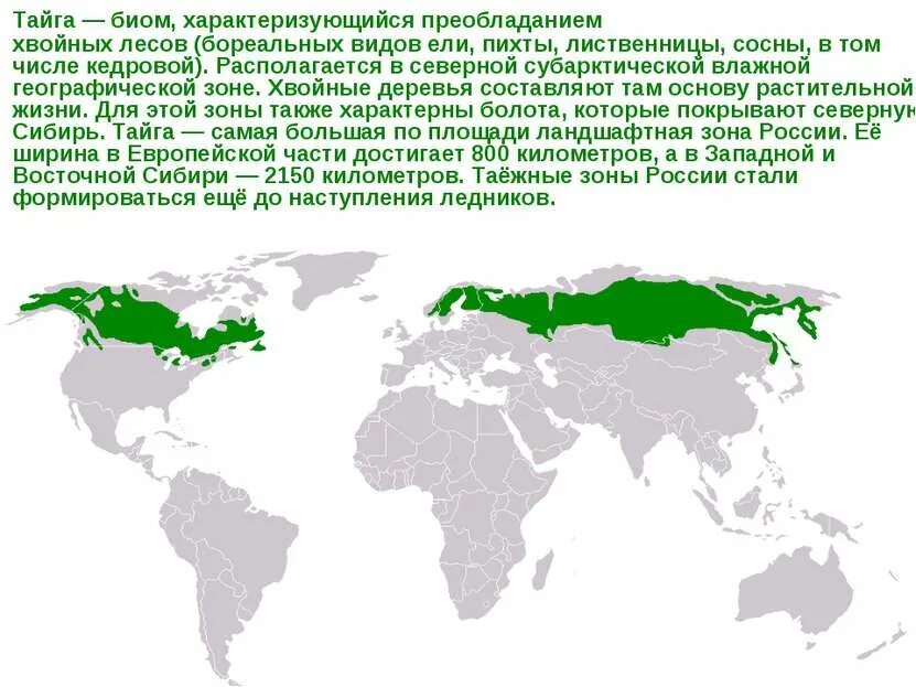 Широколиственные леса относительно морей и океанов. Зона тайги в Евразии. Зона тайги в Евразии на карте. Географическое положение тайги. Бореальные хвойные леса на карте.