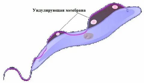 Кинетосома это