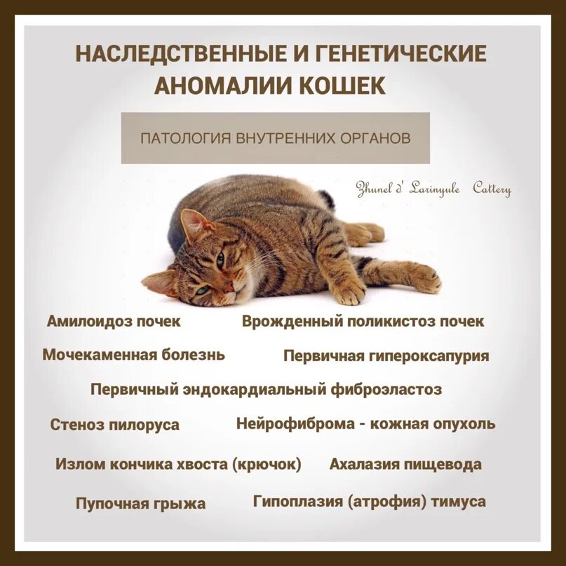 Аномалия кошки. Крылатая кошка в реальной жизни. Аномалия кошки. Генетика наследственных аномалий кошек. Аномалия кошки.