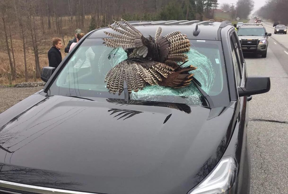Машина bird. Птицы нагадили на машину. Птица на стекле автомобиля. Птица накакала на машину.