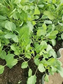 Продам рассаду капусты