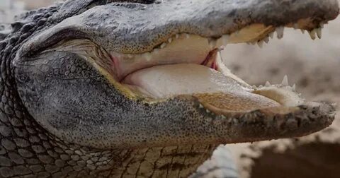 The gator
