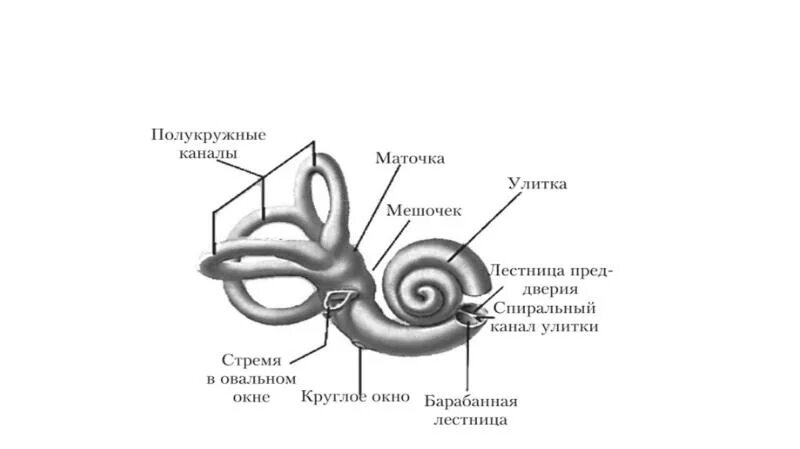 Маточка и мешочек. Мешочек и маточка преддверия. Маточка и мешочек внутреннего. Строение маточки и мешочка. Маточка у мужчин