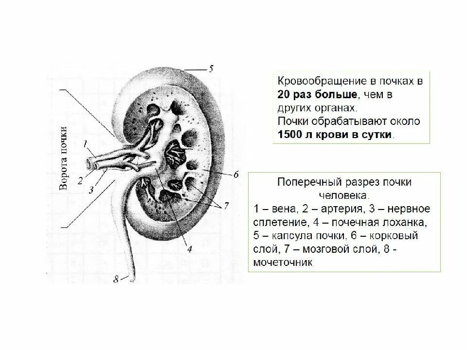 Изменение синусов обеих почек. Строение почки схема ЦЭК. Схема работы почек человека. Почки принцип действия. Принцип работы почек у человека.