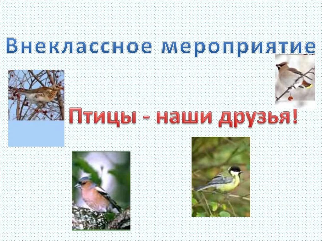 Многообразие птиц. Птицы наши друзья презентация. Птицы наши друзья на казахском. Покормите птиц зимой. Птицы наши друзья картинки.